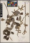 Foto von Salix caprea L.